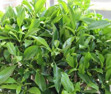 非洲茉莉怎么养殖