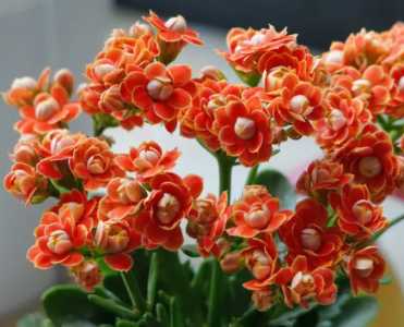 长寿花怎么养才能开花