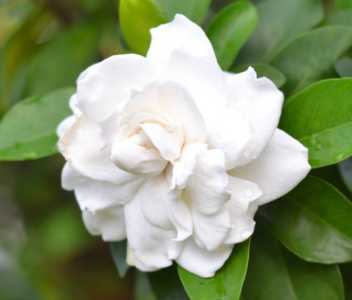 栀子花怎么养才能开花