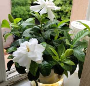 栀子花怎么养长的好 家庭养殖方法