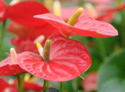 红掌怎么养才能开花