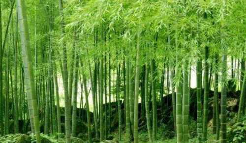 竹子的生长速度快吗 一年能长多少
