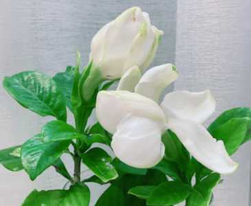 栀子花怎么移植