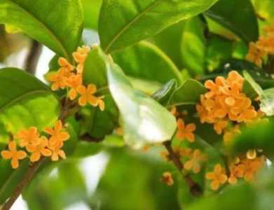孕妇可以养桂花吗