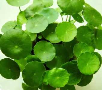 水培铜钱草怎么养殖才能更旺盛