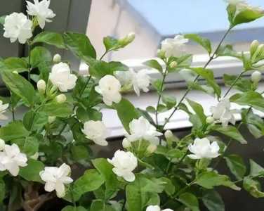 茉莉花好养吗怎么养 放在家里好养活吗
