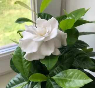 栀子花好养吗怎么养 放在家里好养活吗