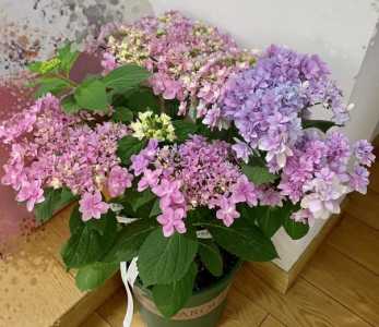 绣球花多久浇一次水 浇水时间与频率