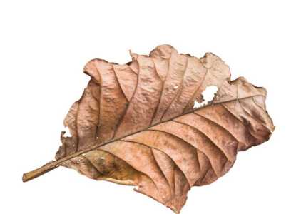 干树叶可以直接种花吗