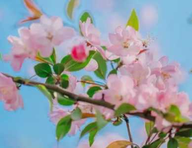 海棠花冬天怎么养护