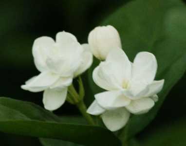 茉莉花的养殖方法和注意事项是什么