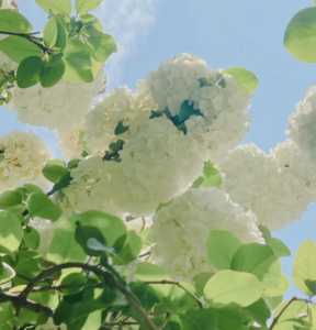 绣球花好养活吗 容易养活吗