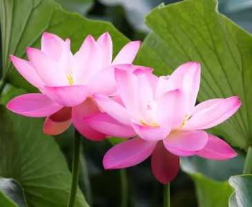 莲花开大概是半夜几点