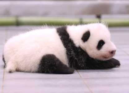熊猫的特点和生活特征是什么