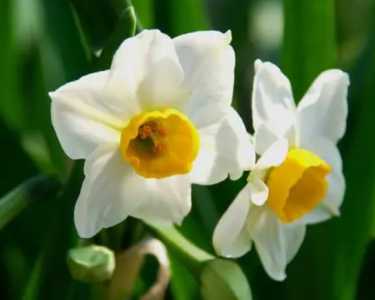 水仙花开完花以后怎么处理