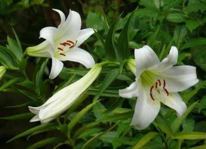 百合花的特点