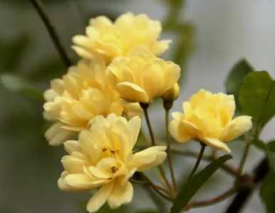 木香花为什么不能种