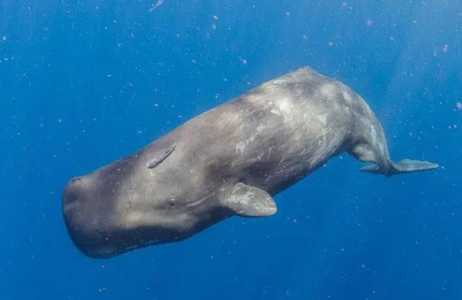 龙涎香来自于以下哪种海洋生物