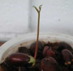 荔枝怎么发芽 种子怎么种植才能发芽快