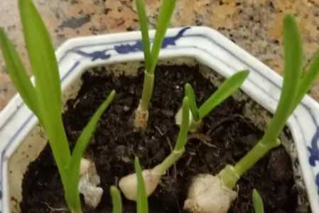 大蒜怎么发芽 种子怎么种植才能发芽快