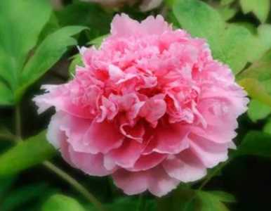牡丹花种植技术如何