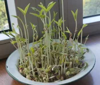 豆芽怎么发芽 种子怎么种植才能发芽快
