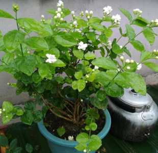 茉莉怎么养才能更旺盛