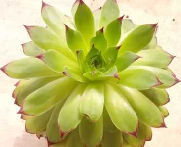 观音莲怎么繁殖