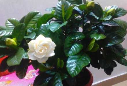 栀子花怎么剪枝 修剪方法及图解