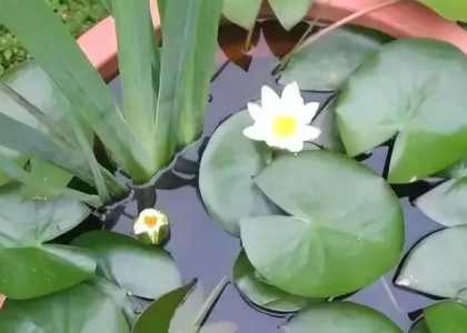 水培睡莲怎么养殖才能更旺盛