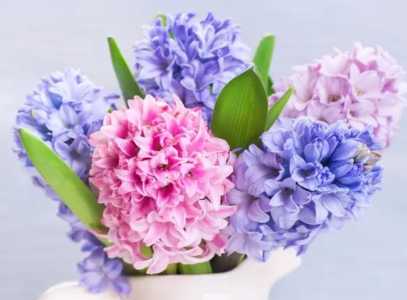 风信子花香有毒吗
