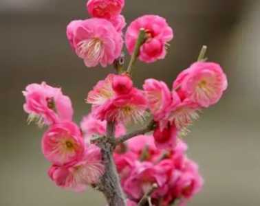 梅花是什么意思