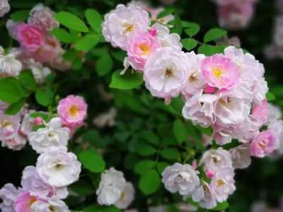 代表暗恋与守护的花