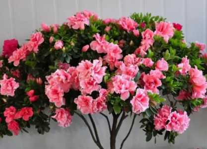 怎样养杜鹃花