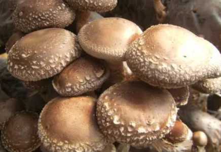 食用菌怎么种植