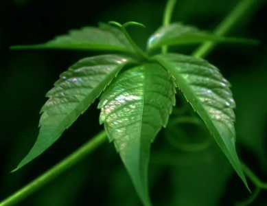 植物是怎样传播种子的