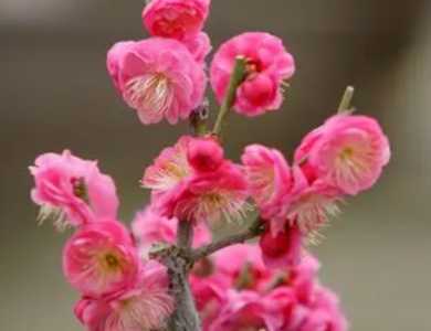 家里养梅花好吗