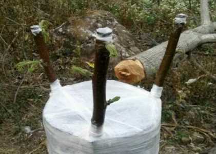 嫁接树苗的方法和技术