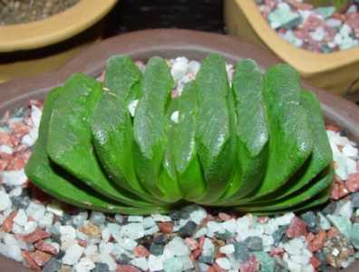 多肉植物如何栽培