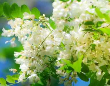 槐花怎么保存最好
