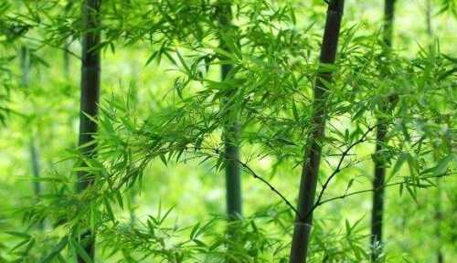 竹子是生长速度最快的植物为什么