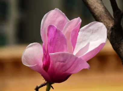 木兰花的花语是什么