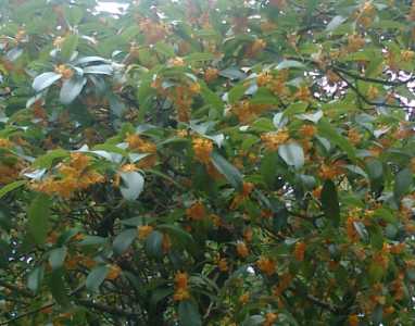 桂花树种植