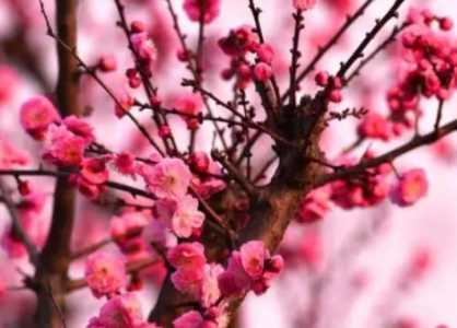 梅花代表什么人