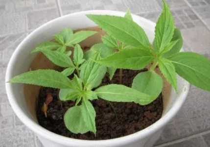 凤仙花的种植方法