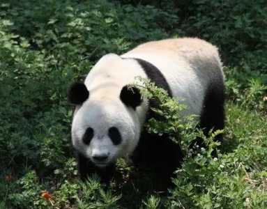 大熊猫的生活习性和特点