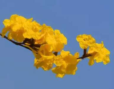 黄风铃花的花语和寓意是什么