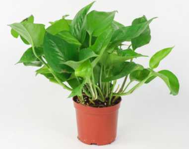 怎样种植绿萝