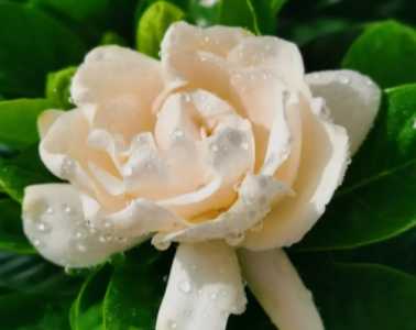 栀子花花土配制方法是什么