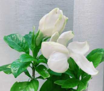 栀子花花期养护方法是什么
